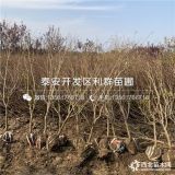 重庆石榴树苗、重庆石榴树苗价格、重庆石榴树苗基地