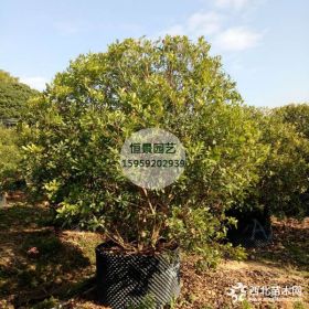 产地供应精品2米-3.5米杨梅袋苗地苗假植苗