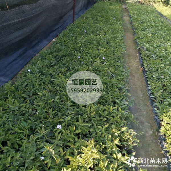 鴛鴦茉莉