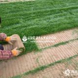 草坪高羊茅百慕大四季青狗牙根早熟禾果嶺草黑麥草等種子