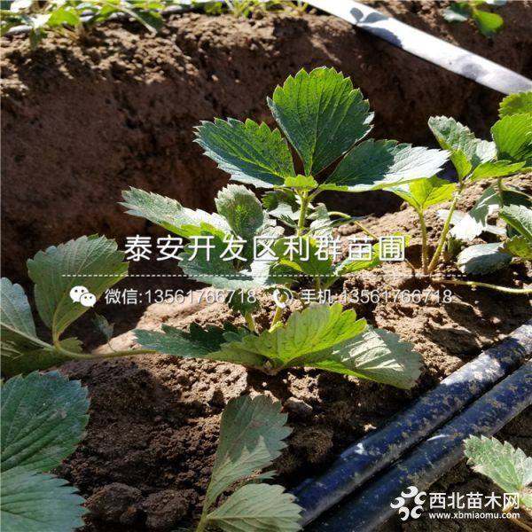 豐香草莓苗、豐香草莓苗批發(fā)