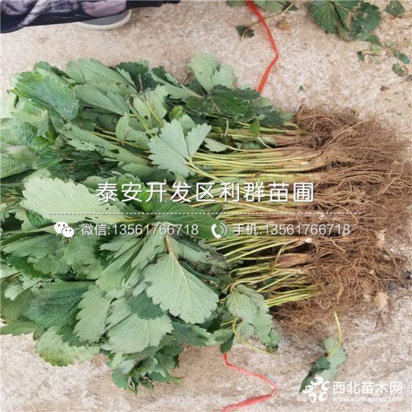 豐香草莓苗、豐香草莓苗批發(fā)