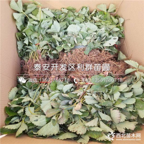 出售豐香草莓苗、豐香草莓苗價格多少、豐香草莓苗基地