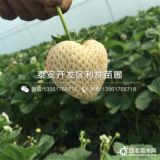 草莓苗价格、草莓苗多少钱一棵