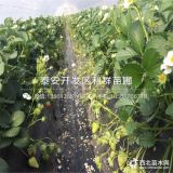 出售咖啡草莓苗、咖啡草莓苗價(jià)格多少、咖啡草莓苗基地