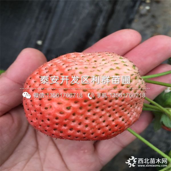 妙香7号草莓新品种