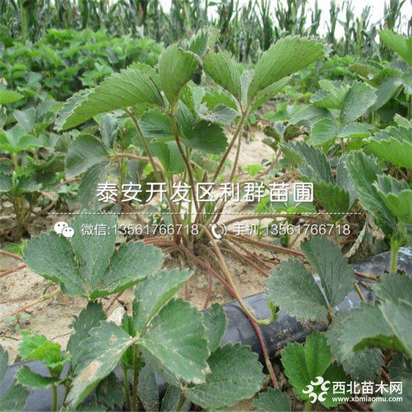 河南奶油草莓苗、河南奶油草莓苗價格多少