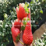 2019年奶油草莓苗、奶油草莓苗价格多少、奶油草莓苗行情