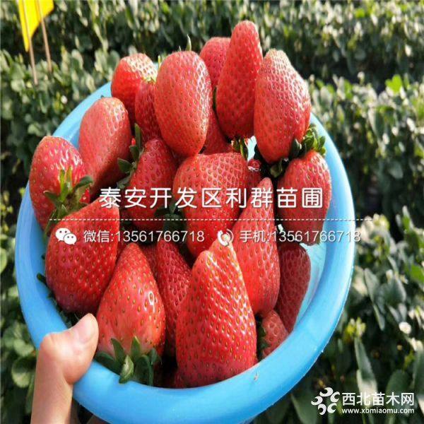 2019年奶油草莓苗、奶油草莓苗价格多少、奶油草莓苗行情