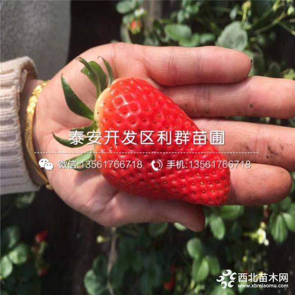 白草莓苗哪里有卖、白草莓苗多少钱一棵