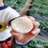 紅顏草莓苗價(jià)格、紅顏草莓苗多少錢(qián)一棵