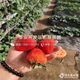 蒙特瑞草莓苗、新品種蒙特瑞草莓苗、蒙特瑞草莓苗價格多少