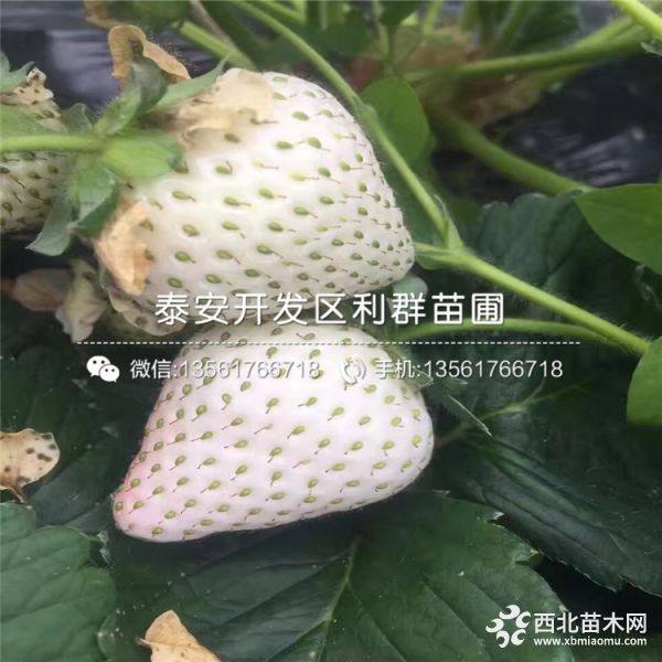 红颜草莓苗、红颜草莓苗多少钱一棵、红颜草莓苗价格