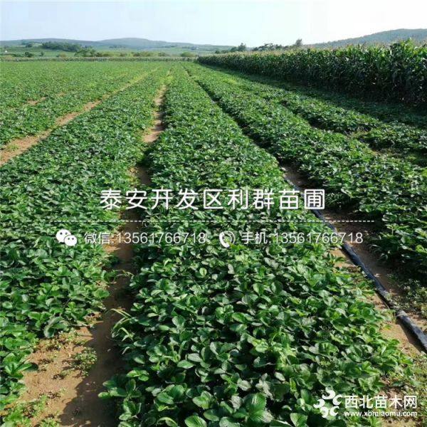 草莓苗品种介绍、2019年草莓苗价格