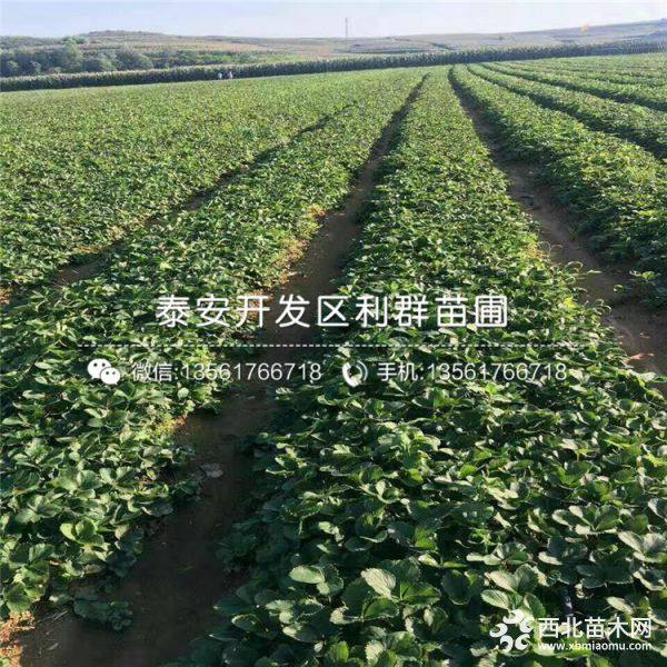 牛奶草莓苗批發(fā)、牛奶草莓苗價格、牛奶草莓苗基地