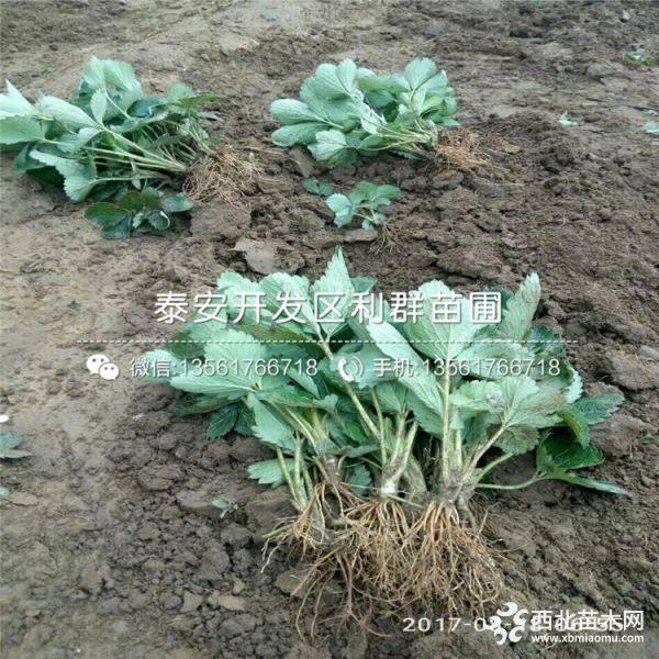 丰香草莓苗批发、丰香草莓苗价格、丰香草莓苗基地