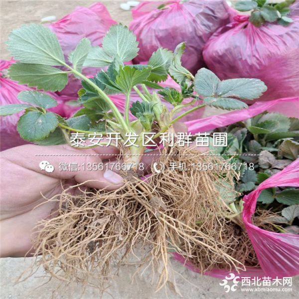 2019年草莓苗、草莓苗新品种、草莓苗价格多少