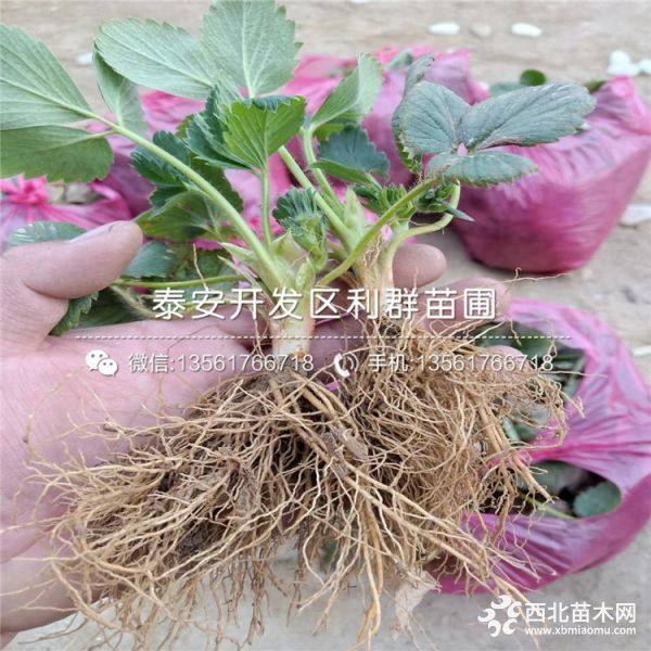 2019年草莓苗、草莓苗新品种、草莓苗价格多少