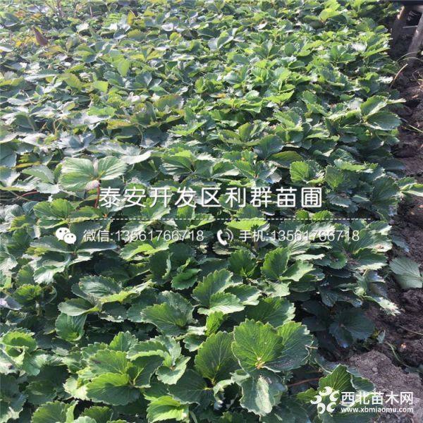 泰安草莓苗、泰安草莓苗基地