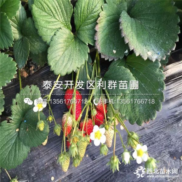 妙香7號草莓新品種