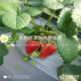 云南蒙特瑞草莓苗、云南蒙特瑞草莓苗價格多少