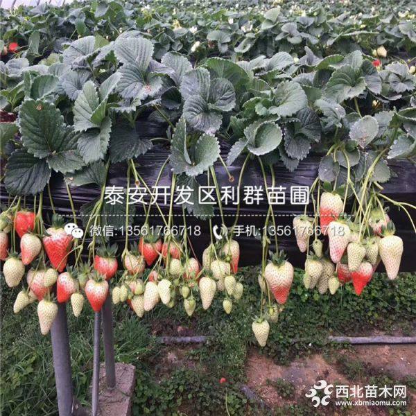 桃熏白草莓苗、桃熏白草莓苗價(jià)格多少