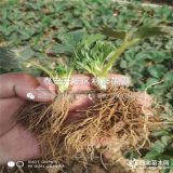 豐香草莓苗、豐香草莓苗批發(fā)、豐香草莓苗價格