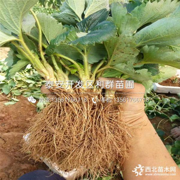 寧玉草莓苗、山東寧玉草莓苗、寧玉草莓苗價格多少