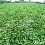 巧克力草莓苗、巧克力草莓苗價格多少、巧克力草莓苗基地