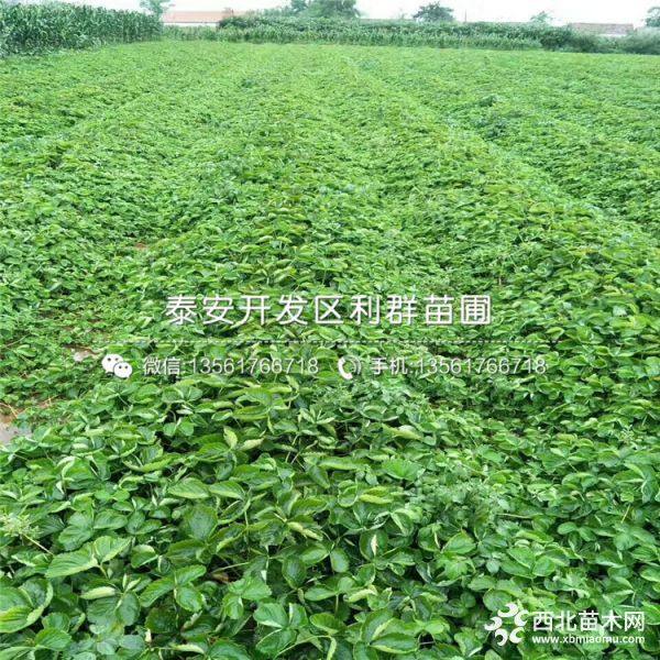 巧克力草莓苗、巧克力草莓苗价格多少、巧克力草莓苗基地