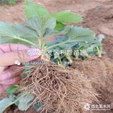 盆栽草莓苗、盆栽草莓苗價格、盆栽草莓苗批發(fā)