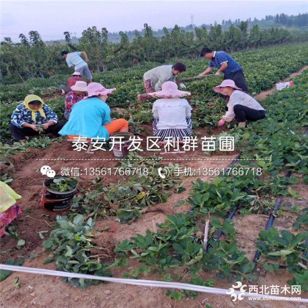 盆栽草莓苗、盆栽草莓苗价格、盆栽草莓苗批发