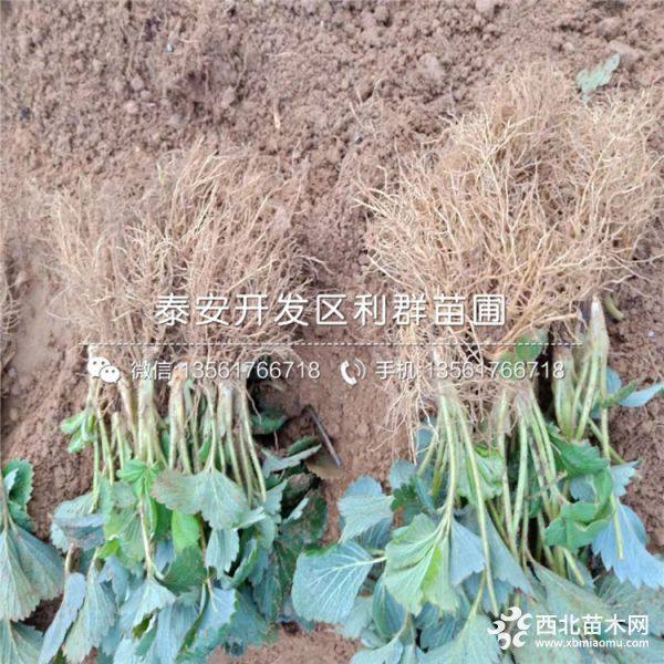 2019年紅顏草莓苗、紅顏草莓苗價(jià)格多少