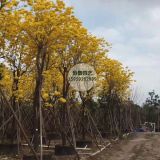 基地直銷米徑5公分黃花風(fēng)鈴木價(jià)格93元