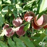 夏甜桃树苗/7月份成熟的桃树苗品种