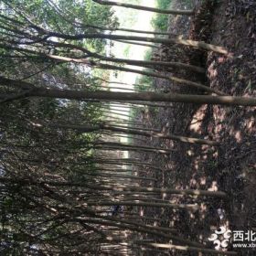 8公分大叶女贞价格 自家大叶女贞树苗苗圃批发价