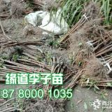 3公分冰糖李子苗基地哪家好