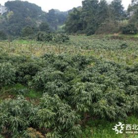 瀘州荔枝苗、合江荔枝苗、瀘州龍?zhí)独笾γ?/></a>
<div><a href=