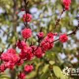 江蘇紅梅市場(chǎng)價(jià)地徑6公分紅梅多少錢