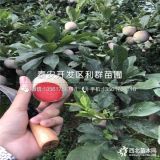 紅肉李子苗 紅肉李子樹苗 紅肉李子樹苗新品種