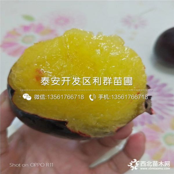 紅寶石李子樹苗