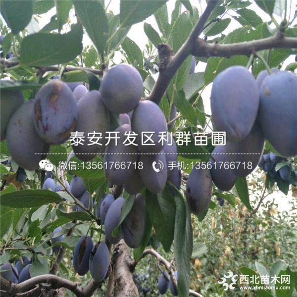 山东茵红李子苗