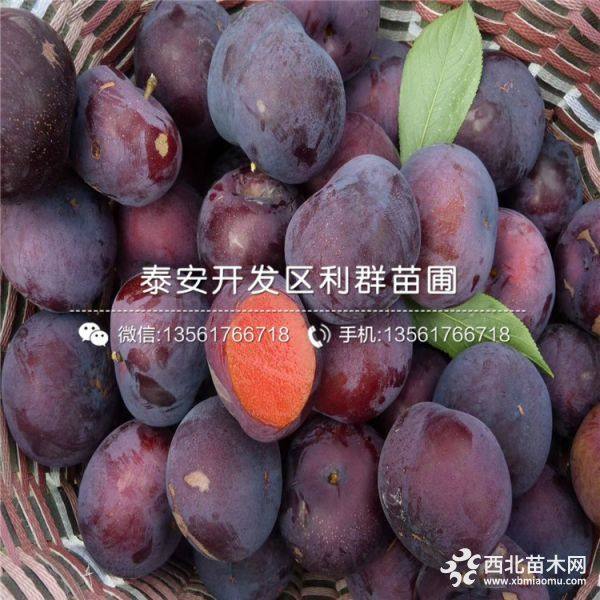 红布林李子树苗、山东红布林李子树苗、红布林李子树苗价格