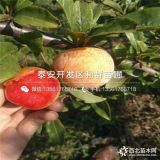 脆紅李子樹苗 脆紅李子樹苗價(jià)格