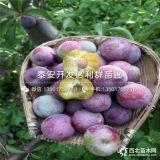 出售李子樹苗 李子樹苗新品種 李子樹苗價(jià)格多少