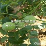 薄皮核桃樹(shù)苗 薄皮核桃樹(shù)苗價(jià)格及報(bào)價(jià)