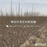 河北核桃樹苗、河北核桃樹苗價(jià)格多少、河北核桃樹苗基地