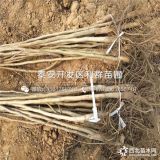 香玲核桃树苗、香玲核桃树苗价格、香玲核桃树苗基地