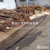 新品种纸皮核桃树苗、纸皮核桃树苗多少钱一棵