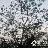 乌桕价格，15公分乌桕树价格